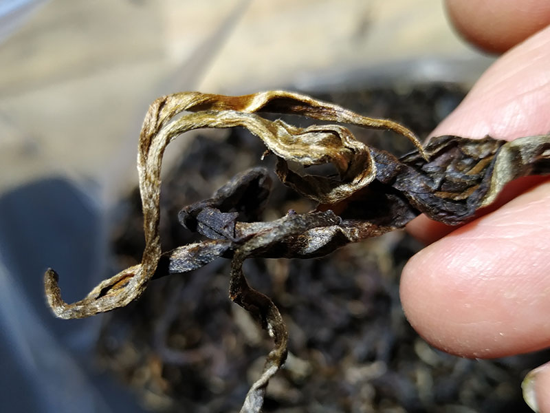 Kamelya Tea and More